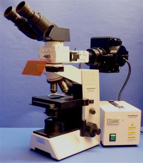 BINOCULAR FLUORESCENCE MICROSCOPE OLYMPUS / CX40 RF200 IMMUNO FLUO (31504) 