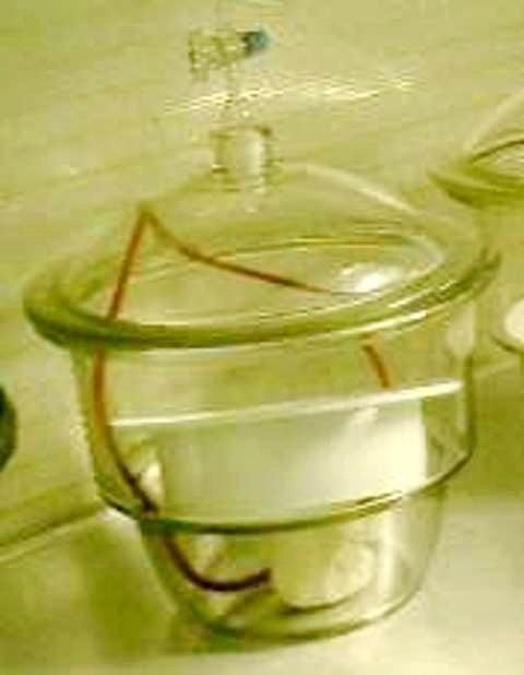 CLOCHE VIDE GLASWERK WERTHEIM 31008 en exposition chez Provendum à Lausanne (la photo contient un des exemplaires en stock) CLOCHE VIDE GLASWERK WERTHEIM (31008)